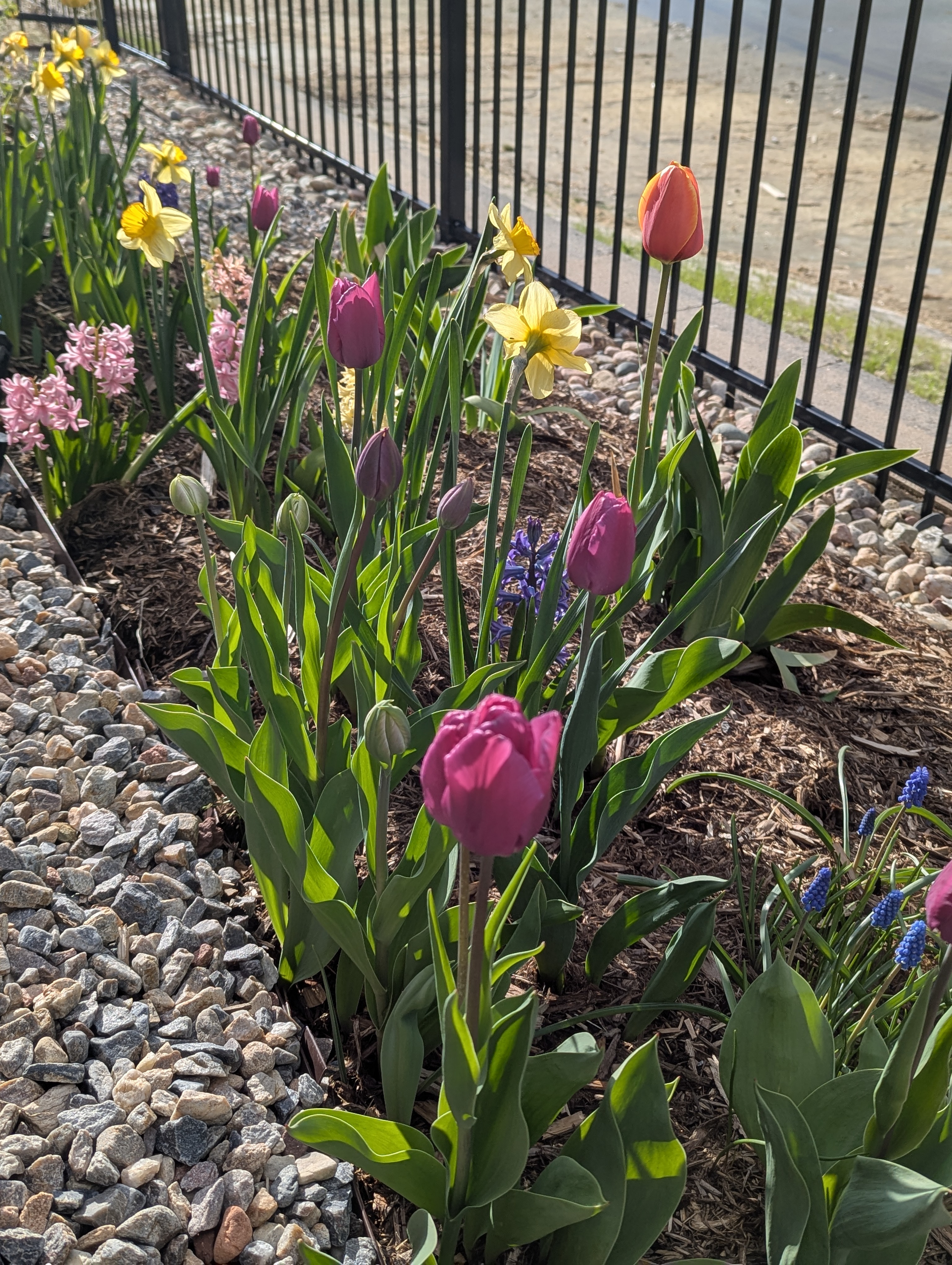 flowers, Morrison, Colorado